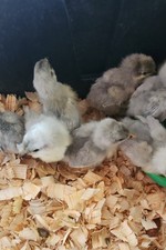 Lavender orpington hatching for sale  Paxinos
