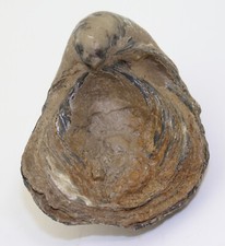 Auster gryphaea sp. usato  Spedire a Italy