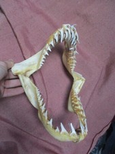 Large shark jaw d'occasion  Expédié en Belgium