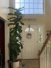 Live fiddle leaf for sale  Blandon