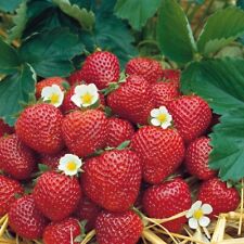 Erdbeere sorte korona gebraucht kaufen  Detmold