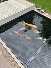 Albino grass carp for sale  ROYSTON
