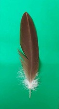 Brown eagle smudging for sale  BLACKPOOL