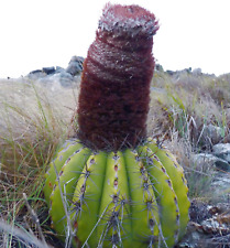 Melocactus sp. south d'occasion  Expédié en France