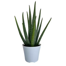 Aloe vera plant for sale  Denver
