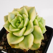 Exact plant echeveria for sale  BEXHILL-ON-SEA