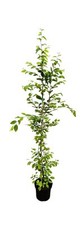 Carpinus betulus hainbuche gebraucht kaufen  Westerstede
