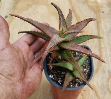Aloe hybrid dracula for sale  Gainesville