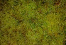 Sfagno vivo fibra usato Sfagno vivo fibra usato  Grumo Appula