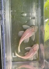 Young pair snow for sale  Elmhurst