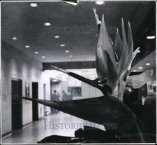1962 press photo for sale  Memphis