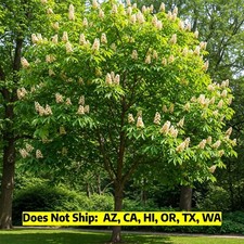 Chinese chestnut tree for sale  Fort Mill