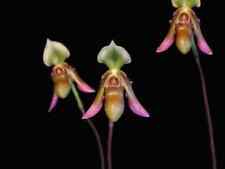 Rare paphiopedilum hookerae for sale  HALSTEAD