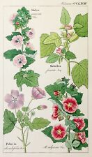 Dietrich malven malva gebraucht kaufen  Berlin
