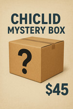 African cichlid mystery for sale  Spokane