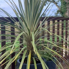 Suttons cordyline australis for sale  PAIGNTON
