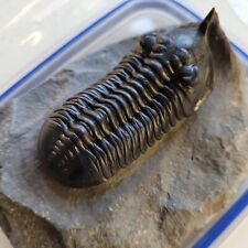 Morocconite trilobite fossil. for sale  SAFFRON WALDEN