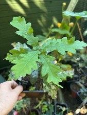 General pulaski oak for sale General pulaski oak for sale  BENFLEET