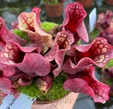 Sarracenia purpurea ssp. for sale  PORTSMOUTH