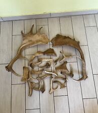 Abwurfstangen geweih damhirsch gebraucht kaufen  Nürnberg