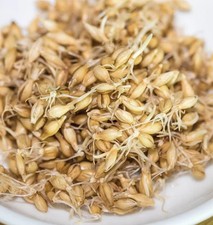 300 barley seeds for sale  Lexington