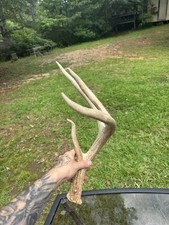 Antler shed whitetail for sale  Cottondale