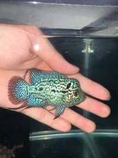 Flowerhorn kml gen d'occasion  Expédié en Belgium