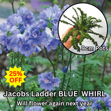Polemonium blue whirl for sale  BEDFORD
