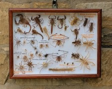 Fabulous insect display for sale  BISHOP AUCKLAND