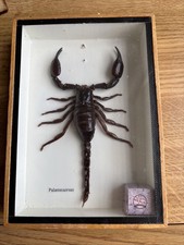 Palamnaeus scorpion wooden for sale  UK