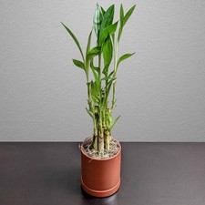 Easy grow dracaena for sale  San Marcos