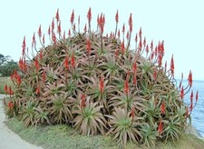 Aloe arborescens kranz for sale  Miami
