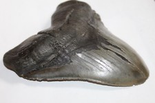 Megalodon fossil giant for sale  Wilmington