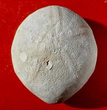 Oursin fossile éocène d'occasion  Cuxac-d'Aude