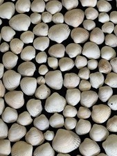 Natural shells cockle for sale  BRISTOL