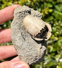 fossil crab for sale fossil crab for sale Coppell