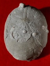 Oursin fossile éocène d'occasion  Cuxac-d'Aude