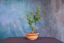 chinese red lantern for sale  North Fort Myers