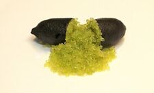 Raro COLLETTE Australian Finger Lime- 3 estacas, sem raízes- importado comprar usado  Enviando para Brazil