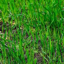 Lbs winter rye for sale  Chariton