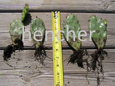 Eastern prickly pear for sale  East China