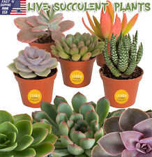 Pack live cactus for sale  Denver