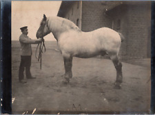 Cheval percheron vintage d'occasion  Pagny-sur-Moselle