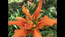 Day ditch lily for sale  Wellston