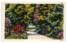 Postcard path winds for sale  USA