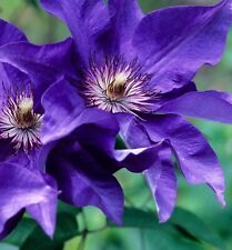 Clematis president live for sale  USA