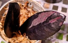 Zamioculcas zamiifolia nero usato  Spedire a Italy