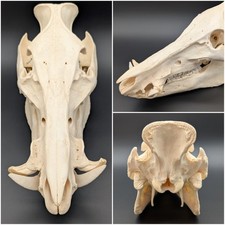 Wild boar skull for sale  Kyle