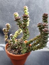 Crassula hottentot for sale  CAERNARFON