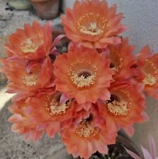 Echinopsis hybrid rara usato  Lunamatrona